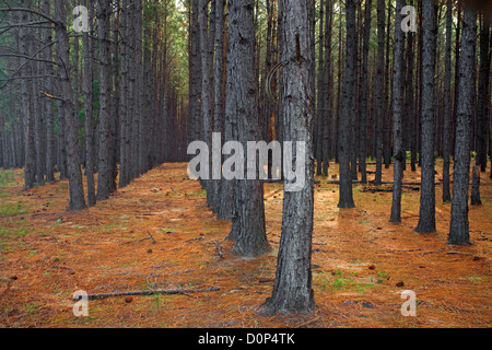 GA00135-00... Georgien - angepflanzten Kiefernwald in Applin County entlang Autobahn 203. Stockfoto