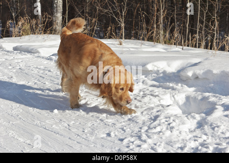 Die schöne goldene Retriever läuft auf die Straße im winter Stockfoto