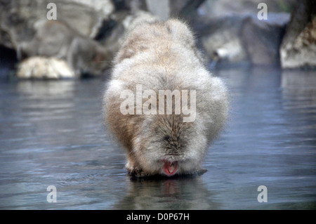 Japanischen Makaken Getränke Wasser, Macaca Fuscata, Affenpark Jigokudani, Joshinetsu Kogen Nationalpark Yamanouchi, Nagano, Japan Stockfoto