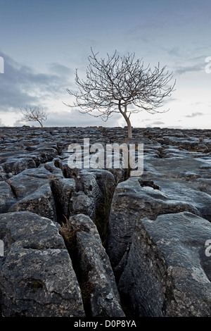 Zwei Bäume auf Southerscale Narbe Kalkstein Pflaster in der Nähe von Ingleton in Yorkshire Dales Stockfoto