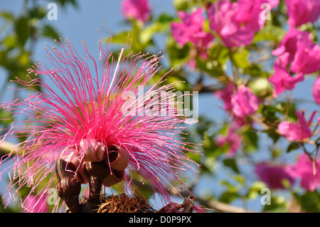 "Rasieren Pinsel Baum" Stockfoto