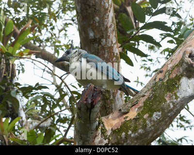 Weiße-throated Magpie-Jays; Calocitta Formosa, Costa Rica; Zentralamerika Stockfoto