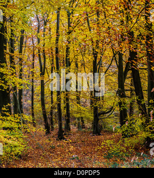 Young (Fagus Sylvatica) Buchenholz im Herbst UK Stockfoto