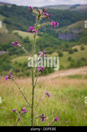 Rahmengenähte Distel Blütenstandsboden Acanthoides wächst auf Kalkstein in Derbyshire Dales Großbritannien Stockfoto