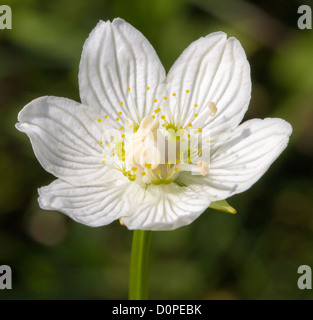 Ungewöhnliche sechs fünfblättrigen Blume von Grass Parnassus Parnassia Palustris detail Derbyshire UK Stockfoto