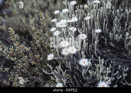 MT KILIMANJARO, Tansania - everlastings (Helichrysum) in Blume in der Heide Zone der Kilimandscharo. Diese sind ein unverwechselbares und gemeinsamen Werk in dieser Erhebung des Berges. Stockfoto