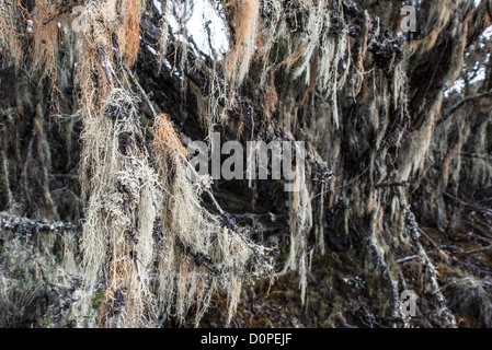 KILIMANDSCHARO, Tansania – der Bart des Alten Mannes (Usnea Barbata) hängt an Ästen in der Heidezone des Kilimandscharo, Tansania. Stockfoto