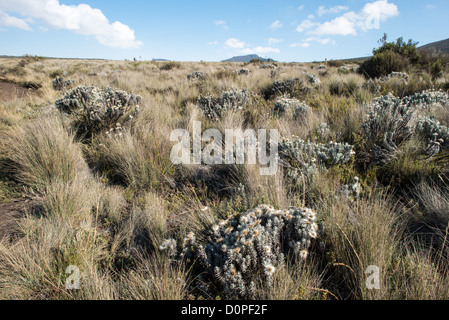 MT KILIMANJARO, Tansania - everlastings (Helichrysum) Unter den Gräsern in der Heide Zone der Kilimandscharo. Stockfoto