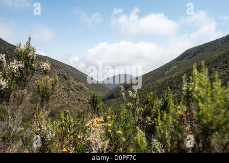 MOUNT KILIMANJARO, Tansania – Ein steiles Tal in der Heidezone des Lemosho Trail des Kilimanjaro auf etwa 10.000 Metern Höhe. Stockfoto