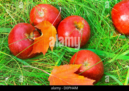 Rote Äpfel im grünen Rasen gefallen. Stockfoto