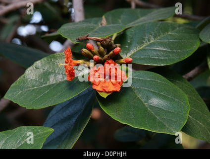 Aloe-Holz, Anacahuita, Anaconda, Geiger Baum, Cordia Sebestena, Boraginaceae. Tropisches Amerika. Stockfoto