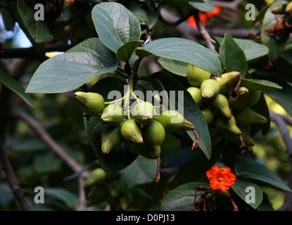 Aloe-Holz, Anacahuita, Anaconda, Geiger Baum, Cordia Sebestena, Boraginaceae. Tropisches Amerika. Früchte. Stockfoto