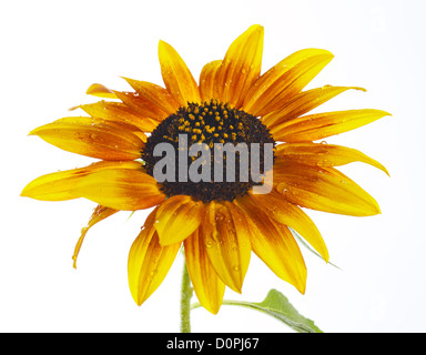 Sonnenblume Stockfoto