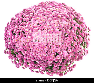 Chrysanthemen in Blumentopf Stockfoto