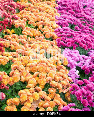 Chrysantheme Blume-bad Stockfoto