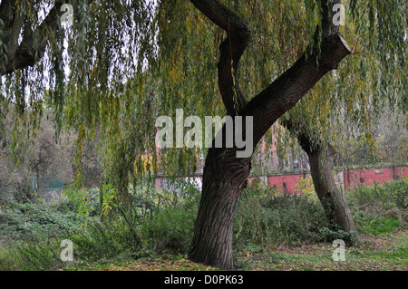 Trauerweide Stockfoto