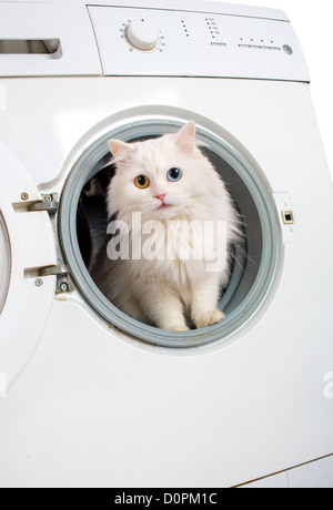 Waschmaschine und Katze Stockfoto