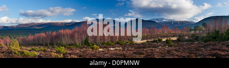 die Rothiemurchus Forest und Cairngorms im Winter, Schottland, UK Stockfoto