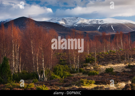 die Rothiemurchus Forest und Cairngorms im Winter, Schottland, UK Stockfoto