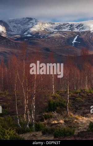 die Rothiemurchus Forest und Cairngorms im Winter, Schottland, UK Stockfoto