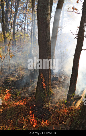 Feuer in Holz Stockfoto