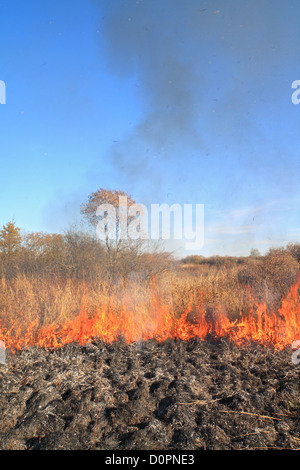 Feuer im trockenen Kraut Stockfoto