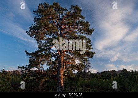 eine Caledonian Kiefer in Rothiemurchus Forest, Cairngorms National Park, Schottland, Großbritannien Stockfoto