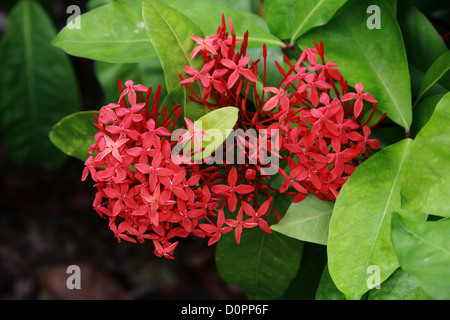 Dschungel Geranium aka Flammen auf den Wald oder Dschungel-Flamme, Ixora Coccinea, Rubiaceae. Asien. Stockfoto