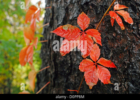 Wildem Wein rote Rebe gegen einen Baumstamm im Herbst. Stockfoto