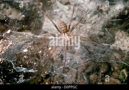 Spinnennetz Spinne weiblich (Tegenaria Duellica: Agelenidae) sitzen in ihrem Netz in einem Gewächshaus, UK Stockfoto