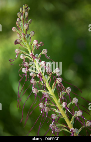 eine Eidechse Zunge Orchidee in der Valnerina Nr. Campi, Nationalpark Monti Sibillini, Umbrien, Italien Stockfoto