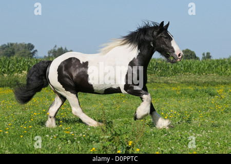 Irish Cob Pferd im Galopp auf einer Wiese Stockfoto