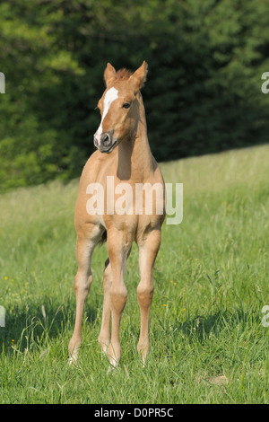 Quarter Horse Fohlen Stockfoto