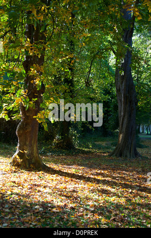 Rosskastanie Baum im Herbst Blätter in Cabinteely Park Dublin Irland Stockfoto