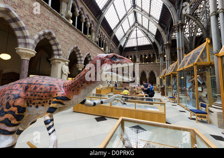 Ein Modell eines Utahraptor im Oxford University Museum of Natural History, Oxford UK mit anderen Exponaten hinter. Stockfoto