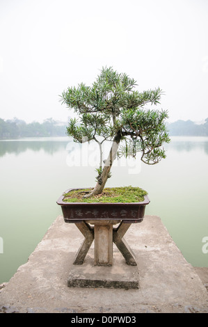 HANOI, Vietnam – Bonsai-Baum am Tempel des Jade-Berges (Ngoc Son Tempel) am Hoan Kiem See im Herzen von Hanois Altstadt. Der Tempel wurde im 18. Jahrhundert auf der kleinen Jade-Insel nahe dem Nordufer des Sees errichtet und ist zu Ehren des 13. Jahrhunderts Militärführers Tran Hung Dao. Stockfoto