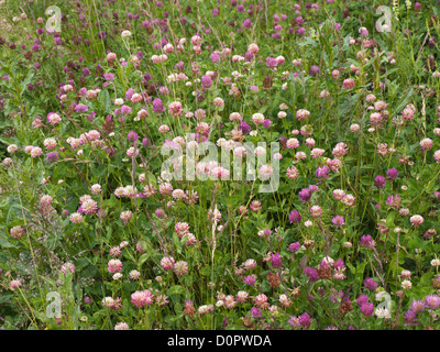 Rote und rosa Klee im Feld, Wildblumen, fotografiert in Oslo Norwegen Stockfoto