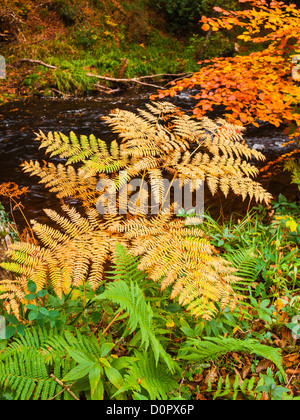 Bracken anzeigen lebendigere Herbstfarben am Ufer des Flusses Teign in Dartmoor, Devon, England. Stockfoto