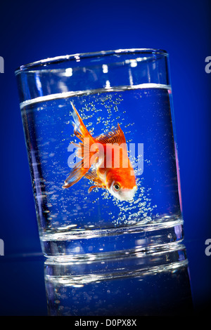 Kleinen Goldfisch in einem Glas Wasser Stockfoto