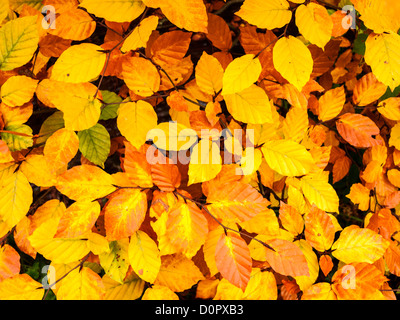 Buche-Baum-Blätter anzeigen ihre lebendige Herbstfärbung Stockfoto