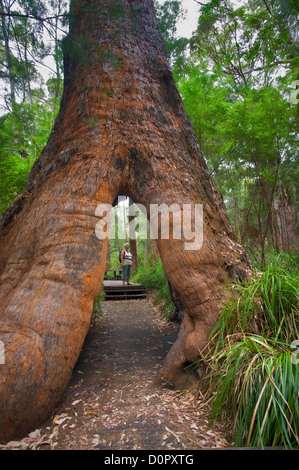 Hohle Wurzeln eines alten Tingle Tree im Tal der Giganten. Stockfoto