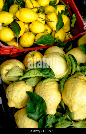 Zitronen (Citrus × Limon) und Citrons (Citrus X medica) Stockfoto
