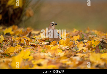 Jay unter Herbstlaub auf der Suche nach Nahrung Stockfoto