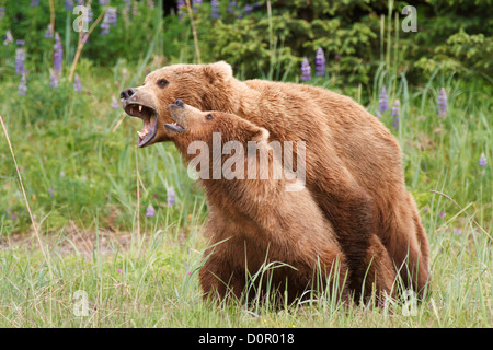 Paarung braune oder Grizzly Bären, Lake-Clark-Nationalpark, Alaska. Stockfoto