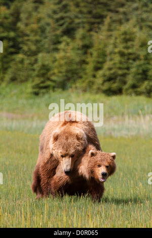 Paarung braune oder Grizzly Bären, Lake-Clark-Nationalpark, Alaska. Stockfoto