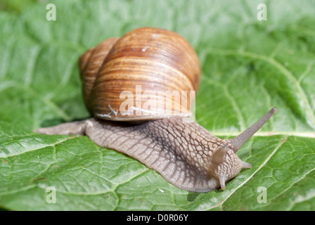 große Schnecke auf grünes Blatt als Hintergrund Stockfoto