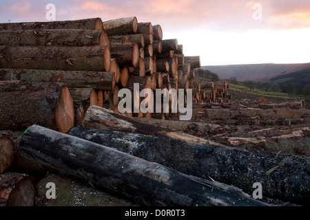 Geschlagenen Holzes  Tree Stämme abholbereit von Protokollierung Standort in der Nähe von Hawes in North Yorkshire Dales, UK Stockfoto