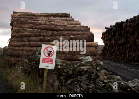 Geschlagenen Holzes  Tree Stämme abholbereit von Protokollierung Standort in der Nähe von Hawes in North Yorkshire Dales, UK Stockfoto