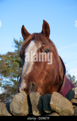 Pferd über eine Steinmauer in den Yorkshire Dales gucken Stockfoto