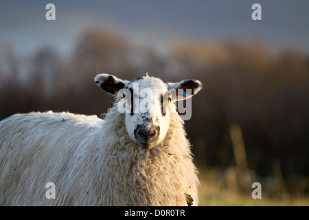 Schafe bei Sonnenuntergang mit Blick auf den Kameramann in der Yorkshire Dales einen Sonnenuntergang Stockfoto